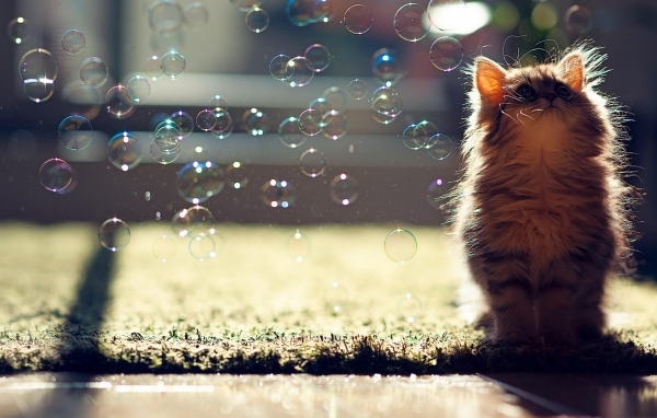 Маленький серый котенок с мыльными пузырями