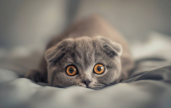 Вислоухий шотландский котенок с коричневыми глазами