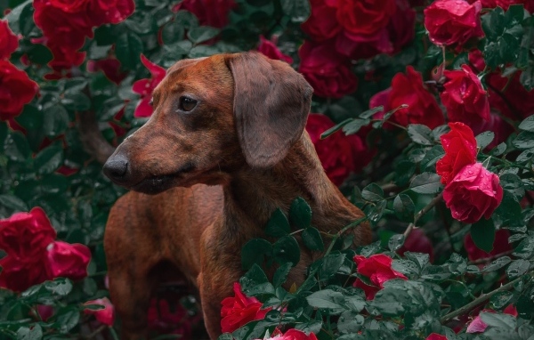 Коричневая такса в зарослях красной розы