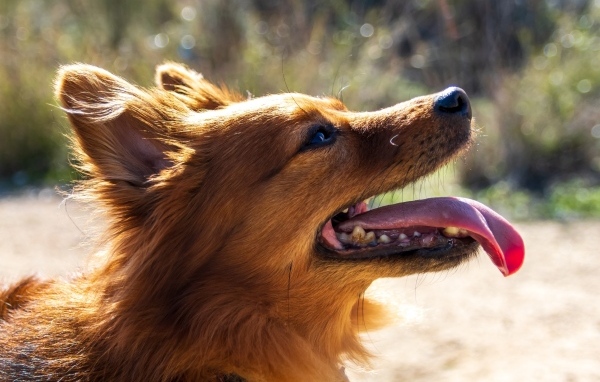 Рыжий довольный пес с длинным языком