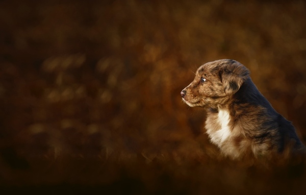 Маленький коричневый щенок крупным планом