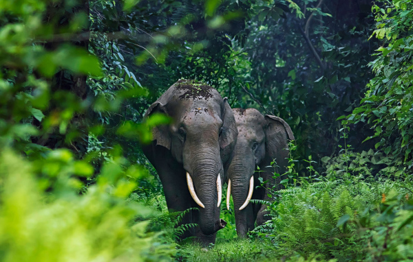 Два больших серых слона в тропических зарослях