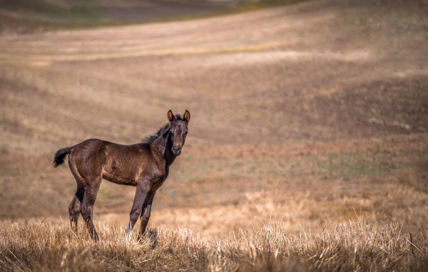 Жеребенок на пастбище 