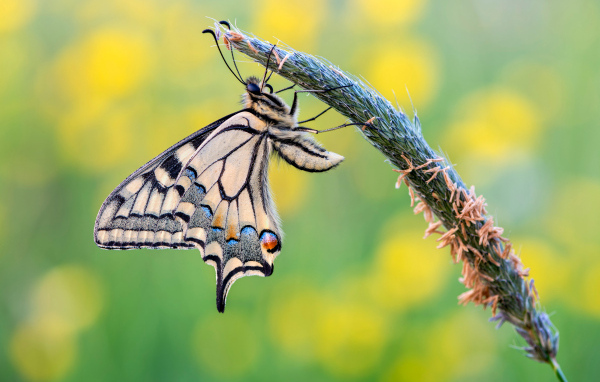 Красивая бабочка махаон сидит на колоске