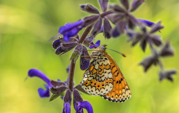 Бабочка висит на ветке  с синими цветами