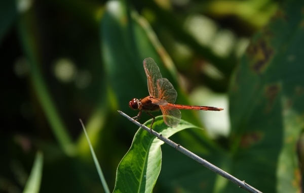 Стрекоза с прозрачными крыльями сидит на ветке