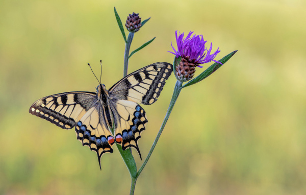 Бабочка махаон сидит на сиреневом цветке