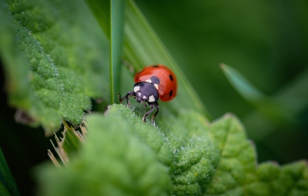 Маленькая божья коровка на зеленом листке