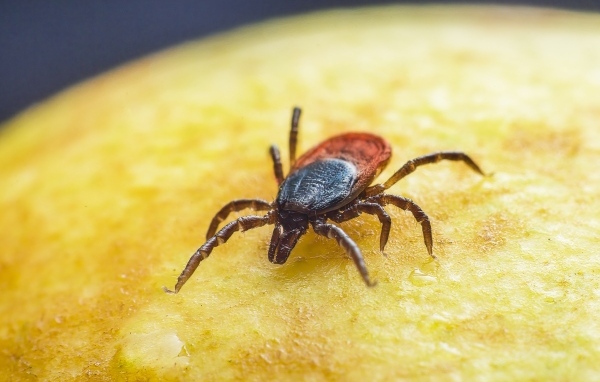 Клещ сидит на желтой поверхности 