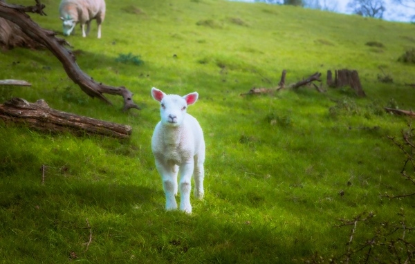 Маленький белый ягненок на зеленой траве
