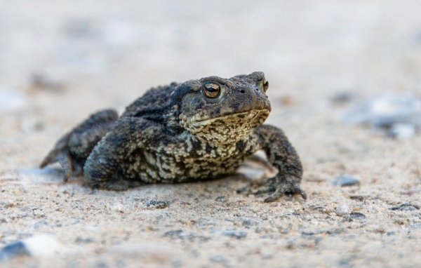 Большая жаба сидит на песке 