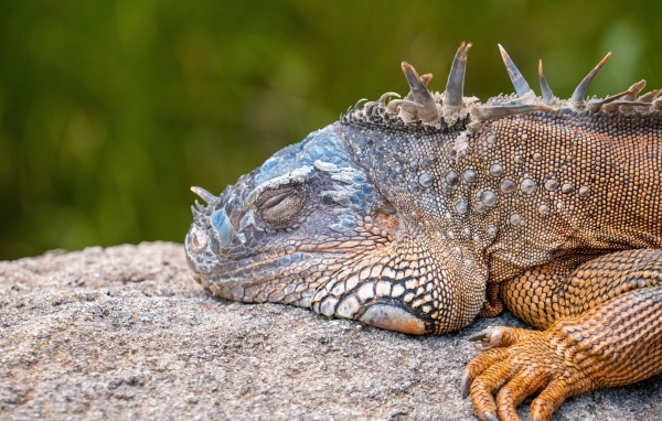 Большая игуана спит на камне