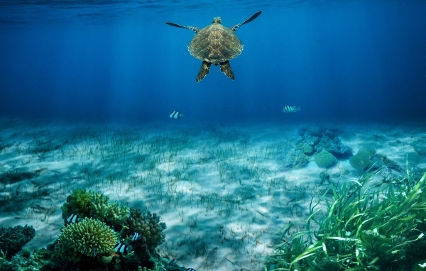 Большая черепаха плывет глубоко под водой