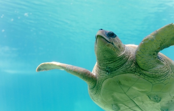Большая черепаха плывет под водой