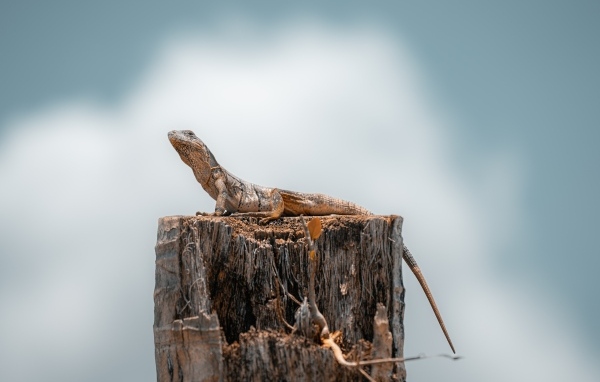 Ящерица сидит на сухом пне