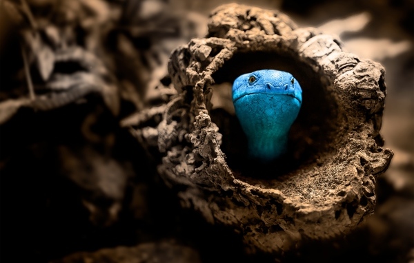 Голубая змея прячется в коряге