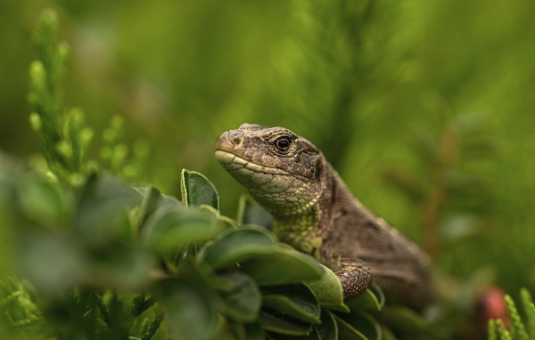 Большая серая ящерица в зеленых листьях 