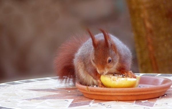 Красивая рыжая белка лакомится фруктом