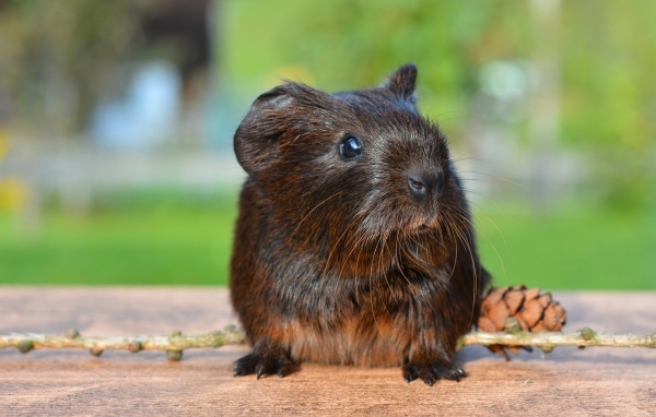 Черная морская свинка с шишкой