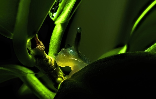 Улитка сидит на зеленой ветке