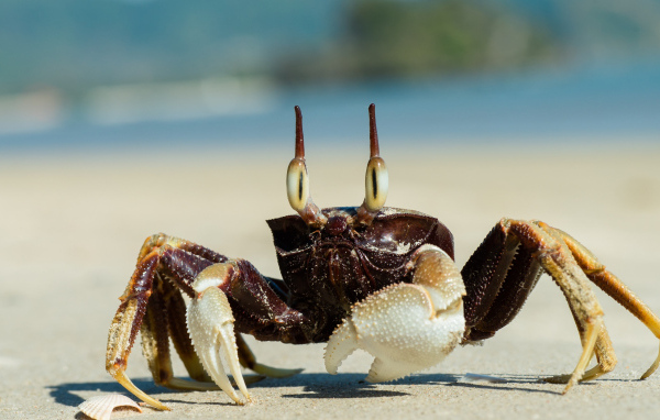 Большой глазастый краб ползет по песку 