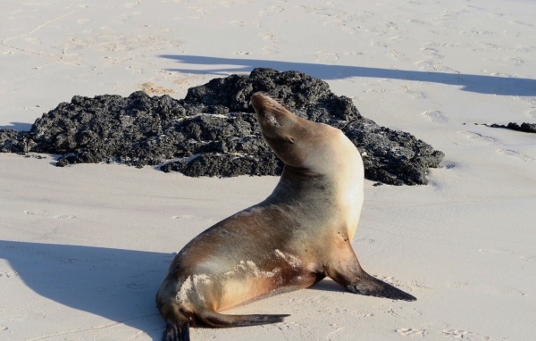 Морской котик греется на солнце на пляже