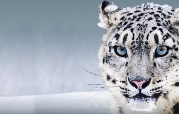 Большой голубоглазый снежный барс