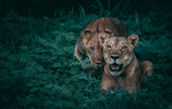 Две львицы лежат в зеленой траве