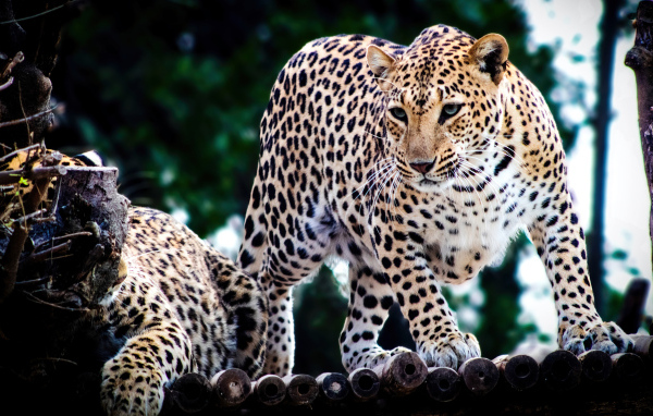 Два пятнистых ягуара в зоопарке