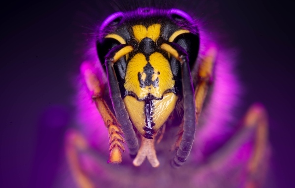 Голова пчелы макросъемка 