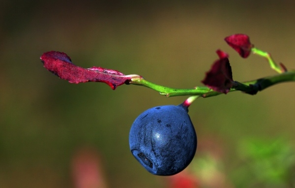 Ягода черники на ветке макросъемка