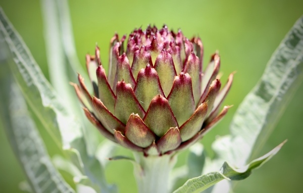 Растение артишок крупным планом