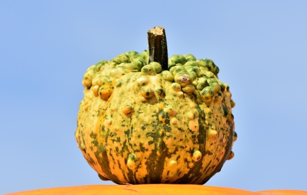 Большая тыква на фоне голубого неба