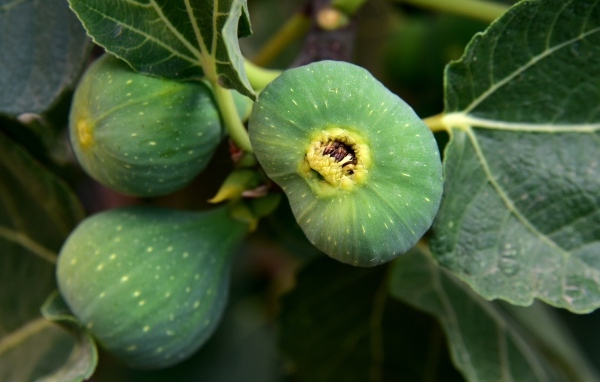 Зеленый инжир на ветке крупным планом