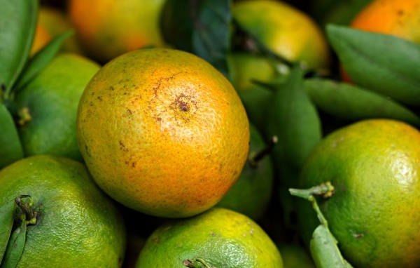 Зеленые мандарины с листьями крупным планом