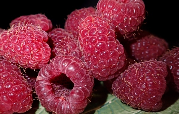 Крупная сочная красная малина 