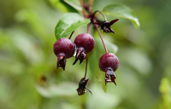 Красные мокрые ягоды на ветке  летом