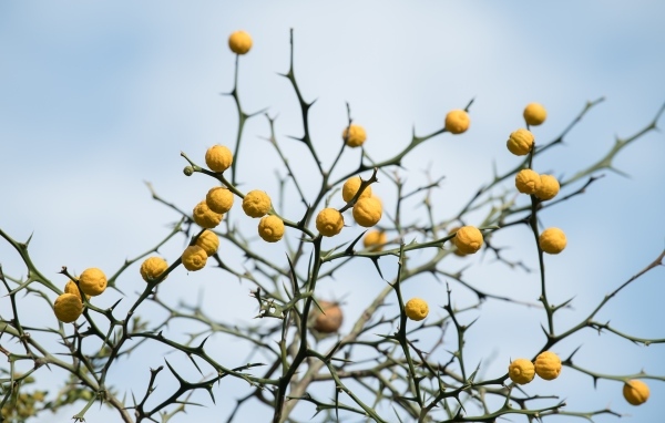 Желтые лимоны на ветках дерева на фоне неба