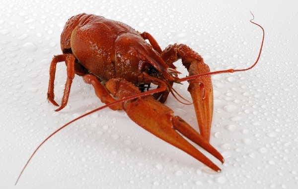 Красный вареный рак на мокрой белой поверхности