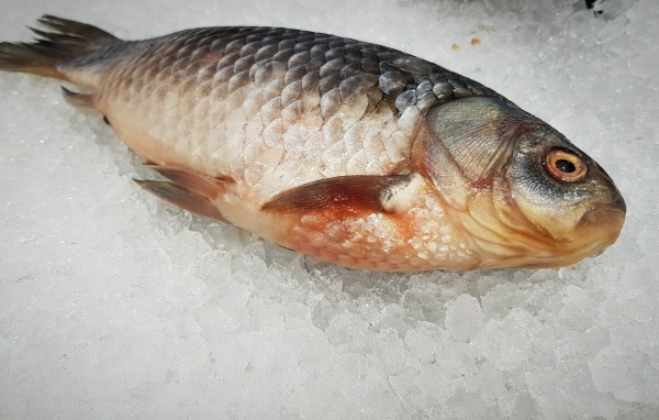 Карась лежит на мелком льду