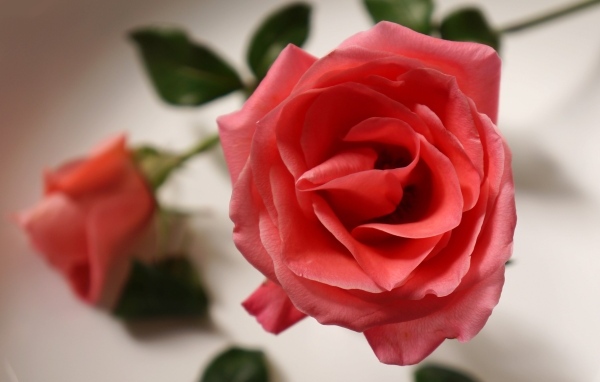 Настоящая роза кремового цвета