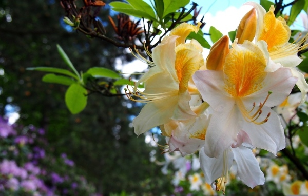 Красивые цветы азалии на ветках