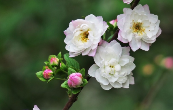 Красивые цветы распускаются на ветке дерева весной