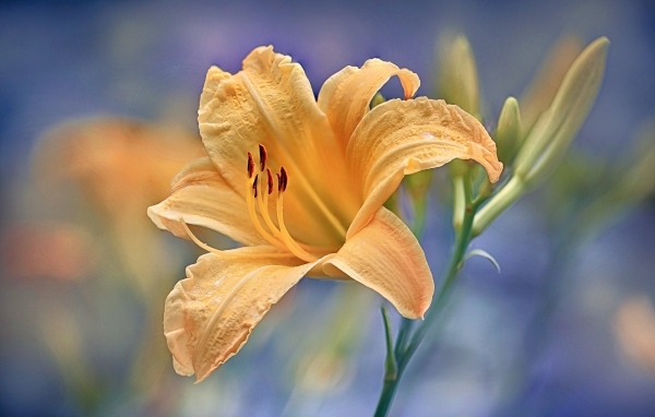 Красивый оранжевый лилейник с бутоном