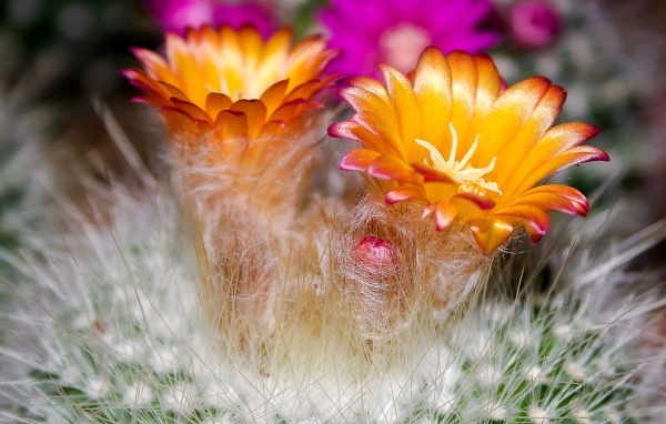 Красивые оранжевые цветы колючего кактуса