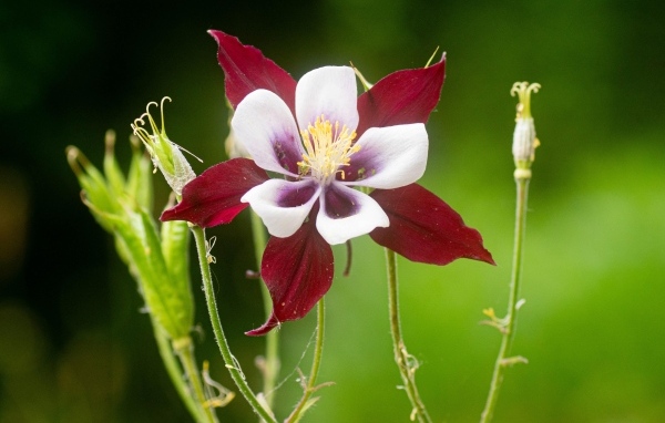 Красивый красный цветок водосбор крупным планом