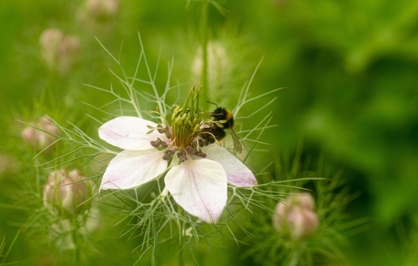 Красивый белый цветок с мелкими листьями