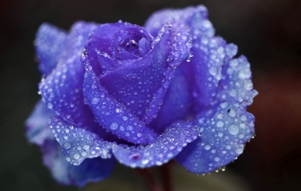 Синяя роза в каплях воды крупным планом