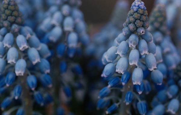 Голубые весенние цветы мускари крупным планом