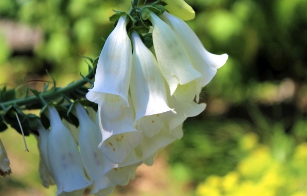 Ветка с белыми цветами колокольчика